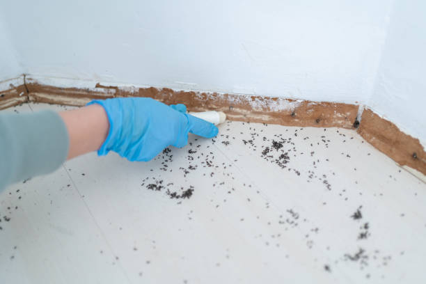 Best Flea Control Services  in Tuscarawas, OH